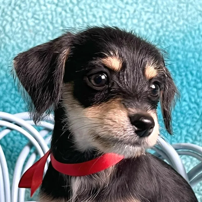 Frankenstein thumbnail 4