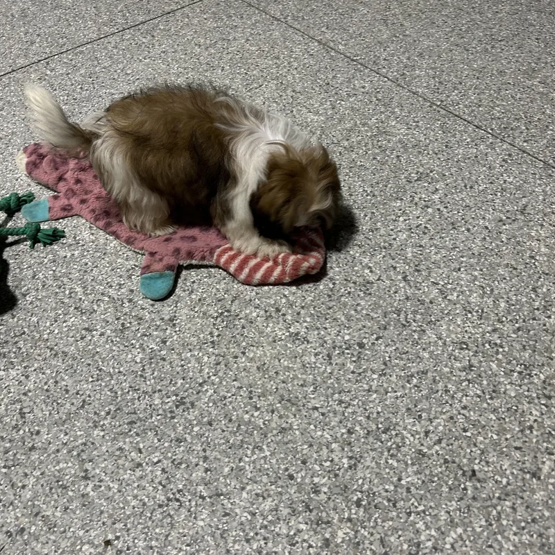 A baby small-sized male White / Cream Shih Tzu dog named Friendly Slim shady for adoption in Antwerp, OH