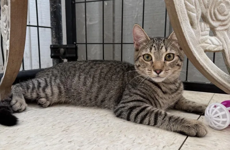 A baby small-sized female Domestic Short Hair cat named Suzy for adoption in Lemoore, CA