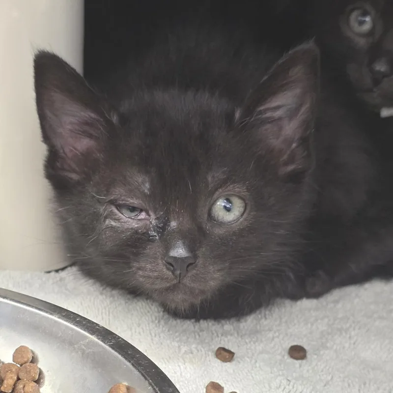 A baby small-sized male Black Domestic Short Hair cat named Buggs for adoption in Fort Wayne, IN