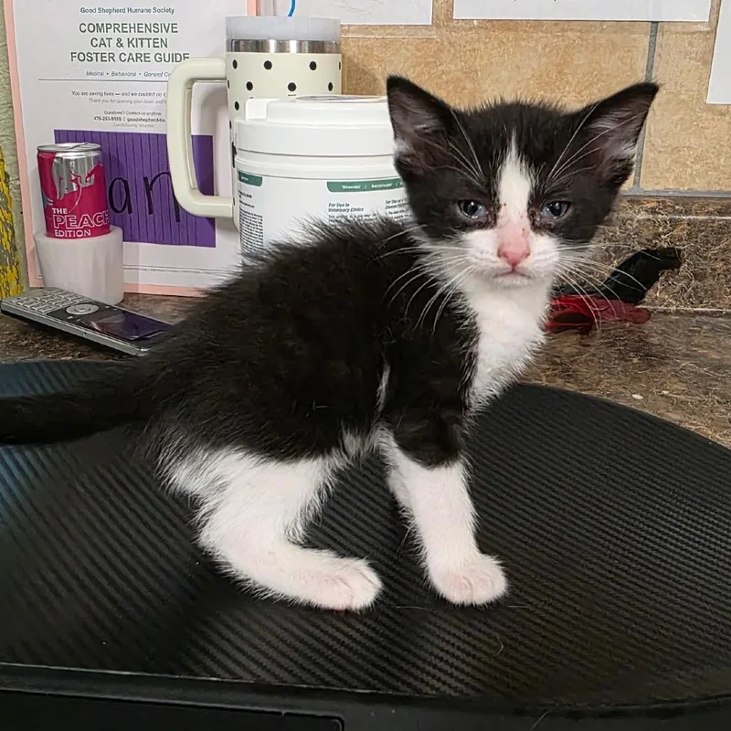 A baby small-sized male Black Domestic Short Hair cat named Christopher Robin for adoption in Eureka Springs, AR