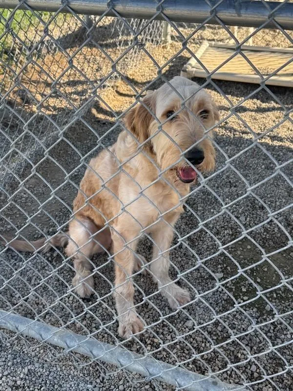 A young large-sized female Goldendoodle dog named October for adoption in Georgetown, OH
