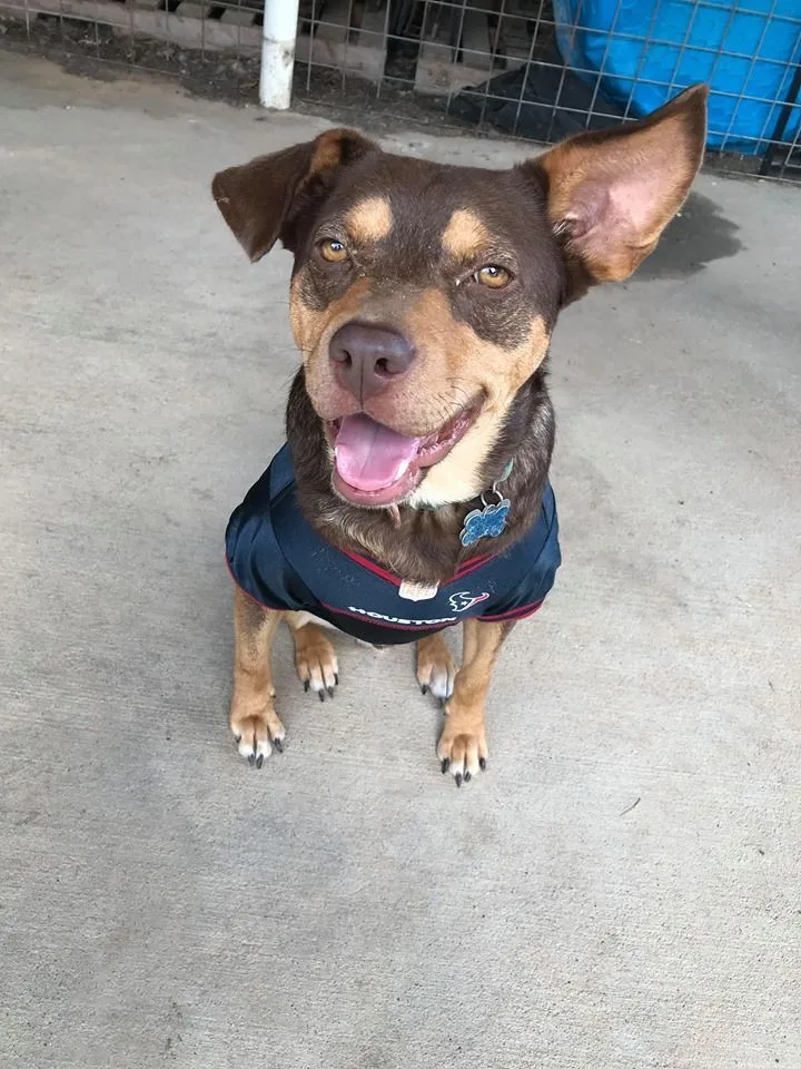 An adult medium-sized male Brown / Chocolate Australian Kelpie dog named Rupert for adoption in Hempstead, TX