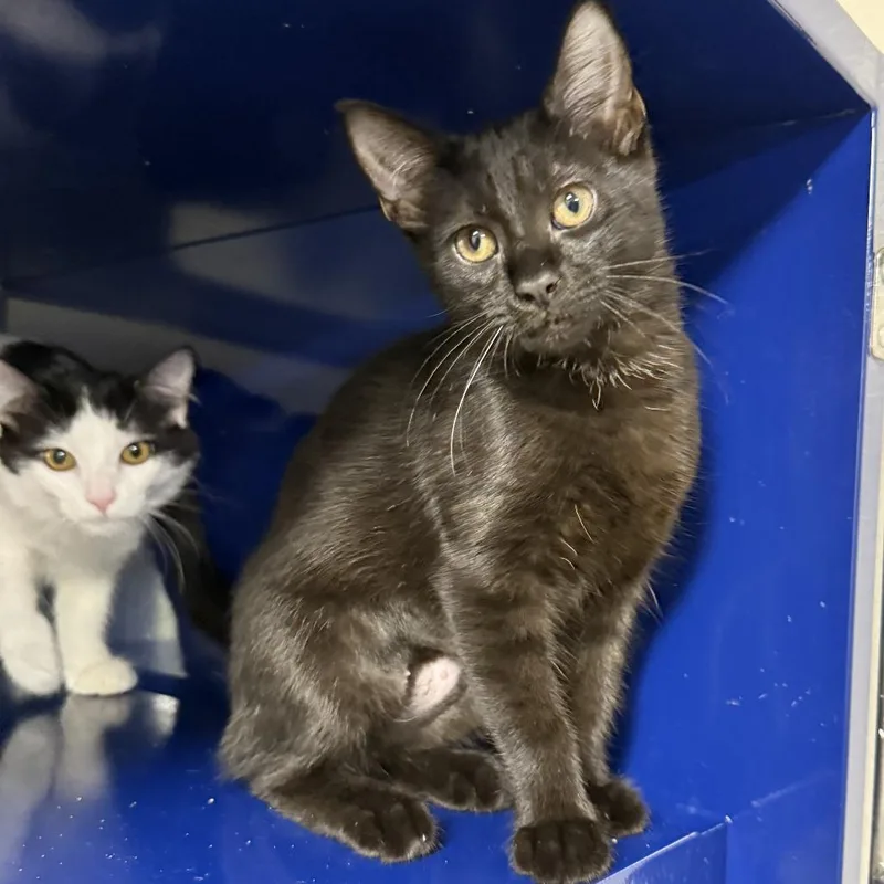 A baby small-sized female Black Domestic Short Hair cat named Star for adoption in Los Angeles, CA