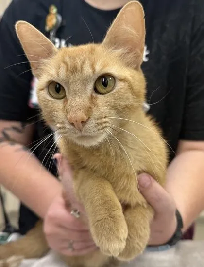 A young medium-sized female Domestic Short Hair cat named Frisky for adoption in Fishers, IN