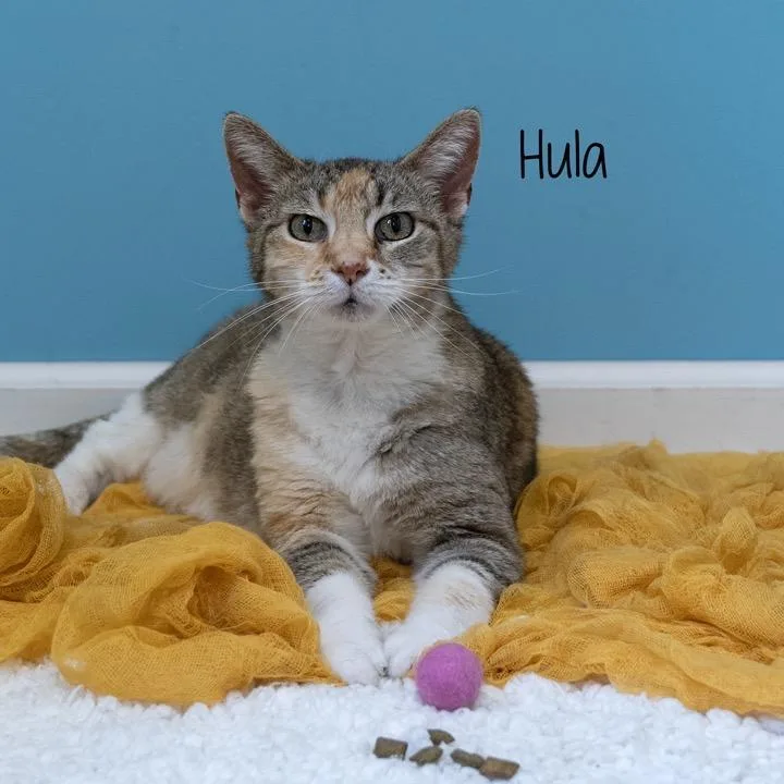 A senior medium-sized female Torbie Domestic Short Hair cat named Hula for adoption in Pekin, IL