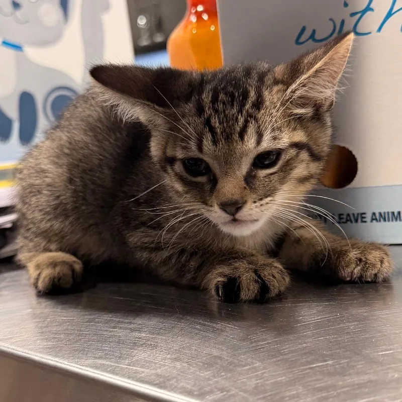 A baby small-sized male Gray / Blue / Silver Domestic Short Hair cat named Armani for adoption in Tampa, FL