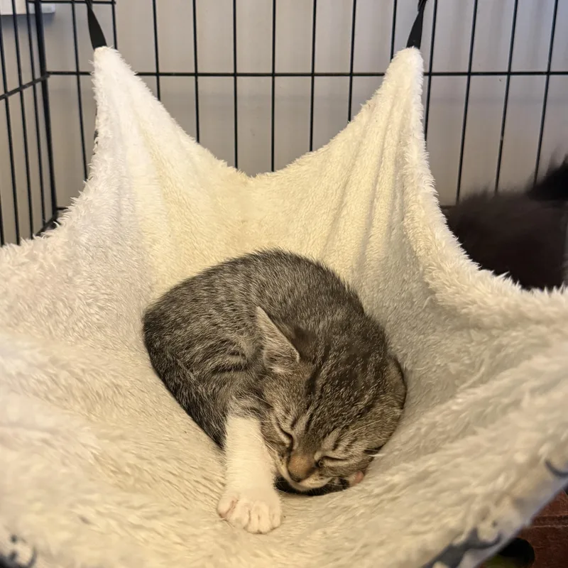 A baby medium-sized female Tabby (Gray / Blue / Silver) Domestic Short Hair cat named Hashbrown for adoption in Intercession city , FL