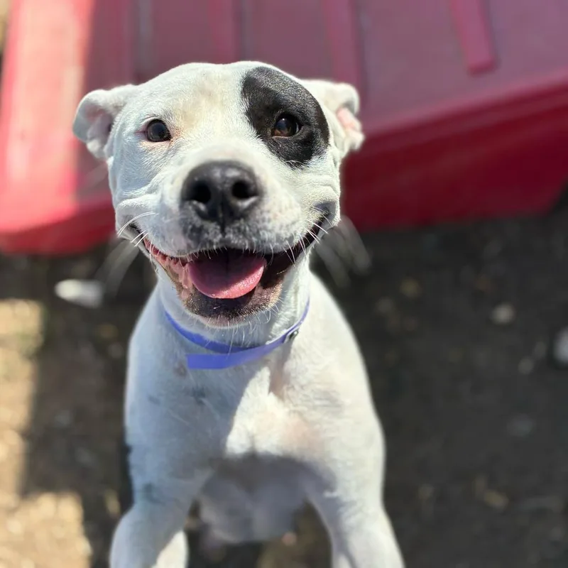 An adult medium-sized female White / Cream Pit Bull Terrier dog named Clementine for adoption in Turlock, CA