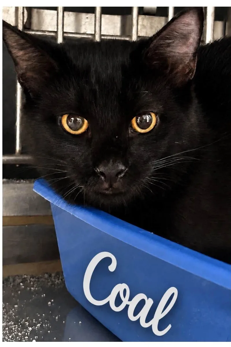 Coal