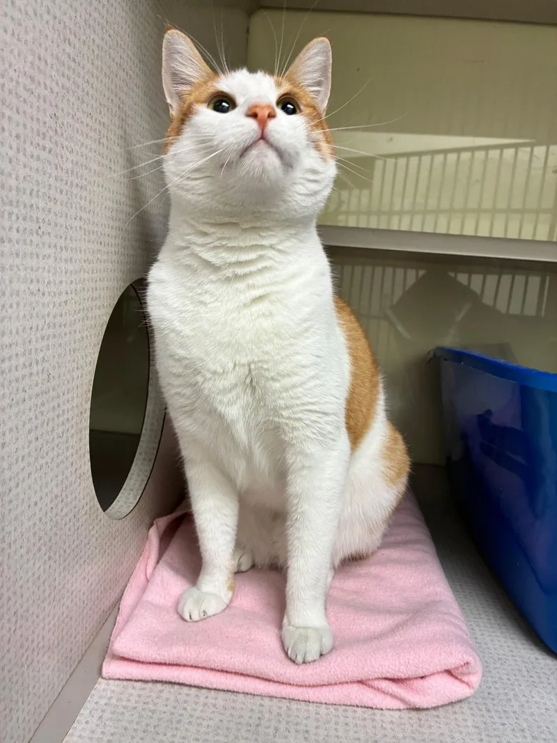 A young medium-sized female Orange & White Domestic Short Hair cat named Mochi for adoption in Huntington Beach, CA