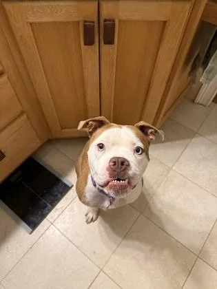 An adult medium-sized female English Bulldog dog named Suhweetie for adoption in Atlanta, GA