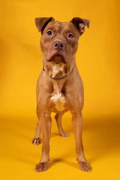An adult large-sized female Pit Bull Terrier dog named Tres Leches for adoption in Atlanta, GA