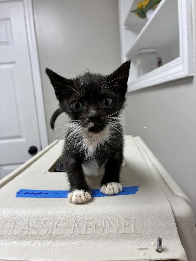 A baby small-sized female Black Domestic Short Hair cat named Zippity for adoption in Marietta, GA