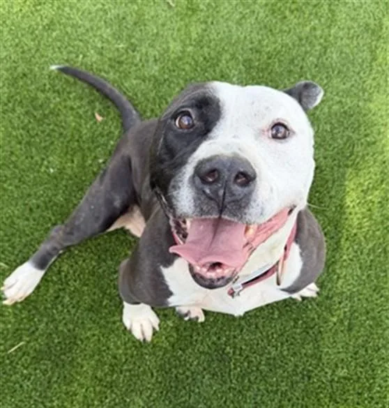 An adult extra large-sized male Mixed Breed dog named Bolty for adoption in Jacksonville, FL