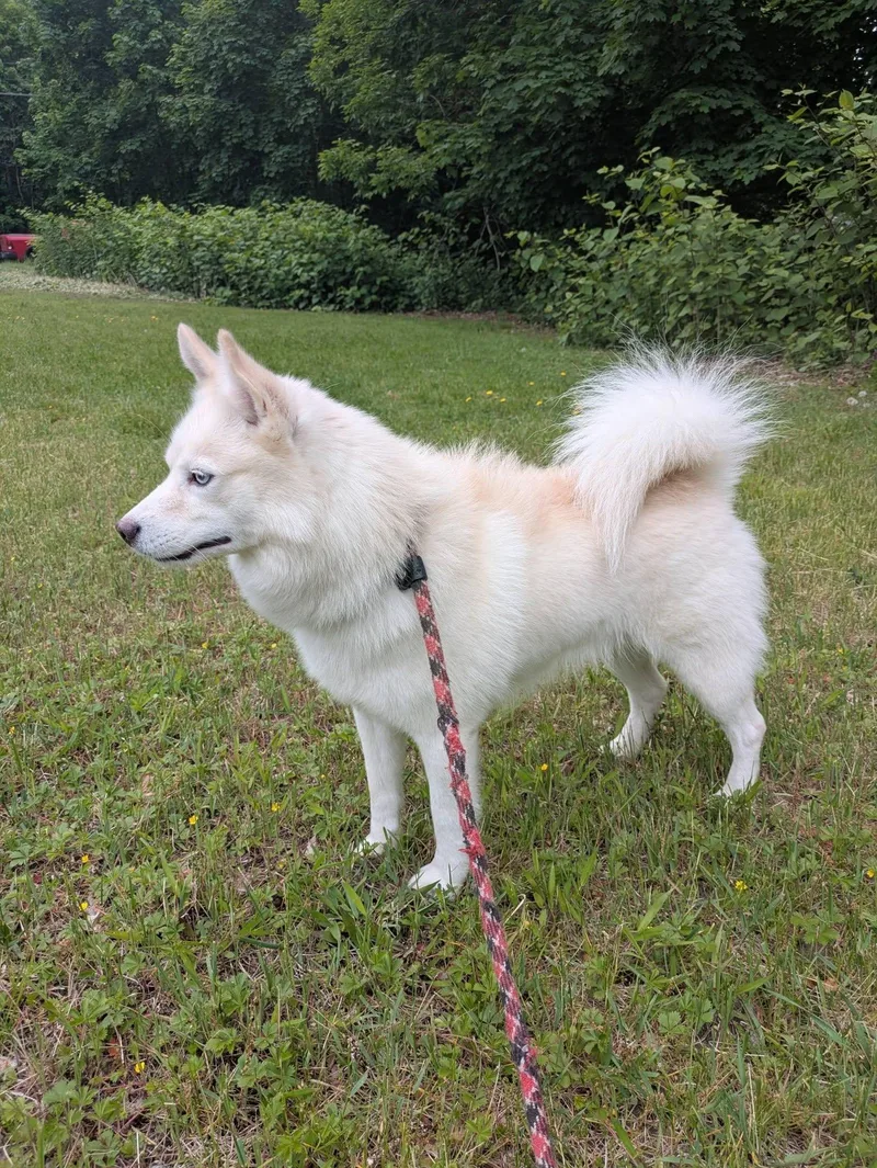A young medium-sized male White / Cream American Eskimo Dog dog named Quinn for adoption in Fall River, MA