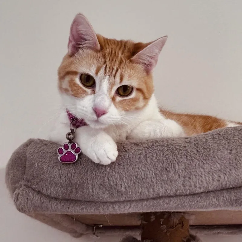 A young small-sized female Orange / Red Domestic Short Hair cat named Luna for adoption in Inman, SC