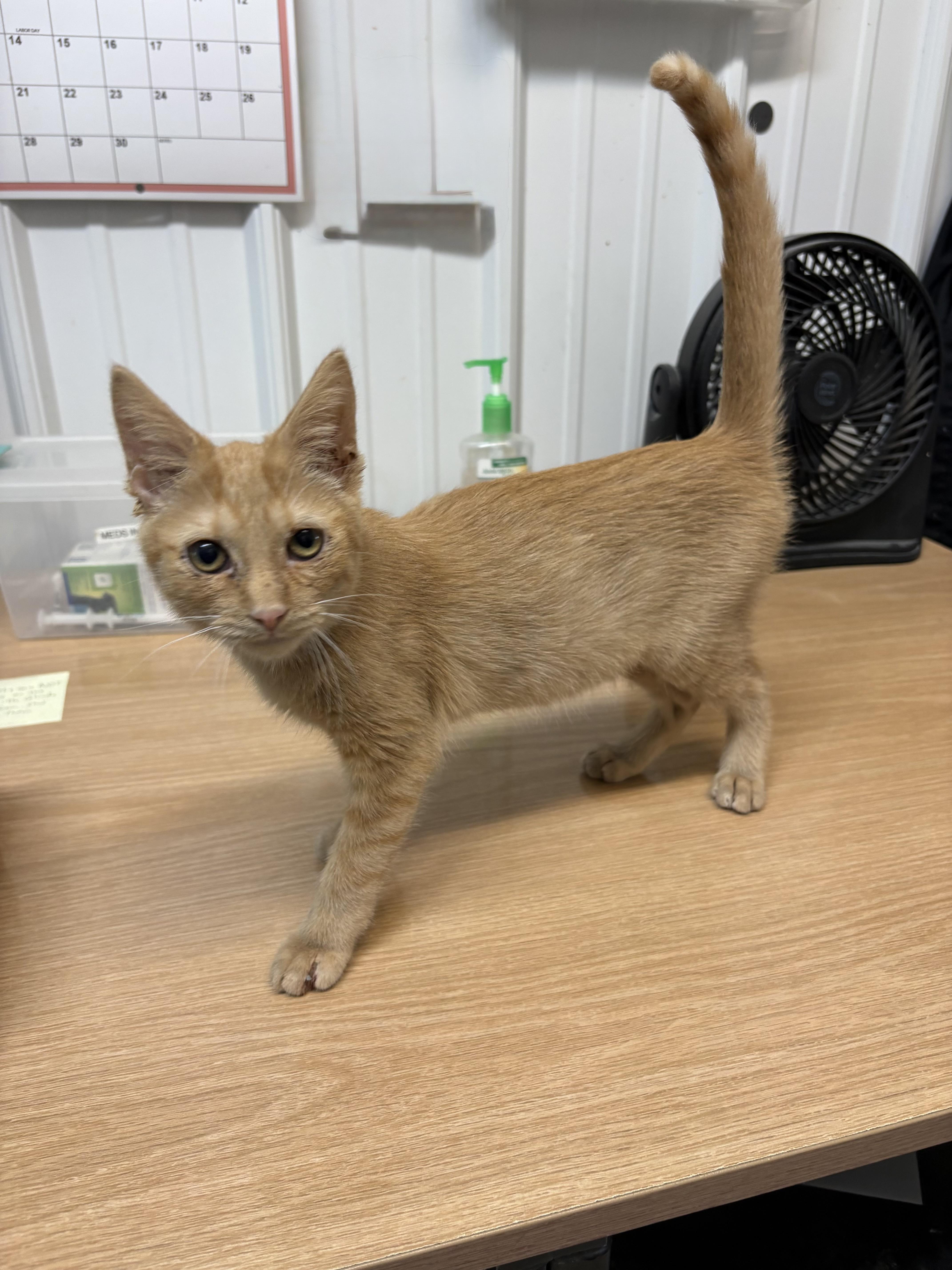 A young medium-sized female American Shorthair cat named Serenity for adoption in Big Rapids, MI
