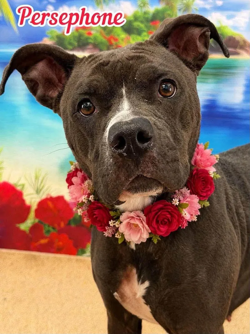 An adult medium-sized female Black Mixed Breed dog named Persephone for adoption in Flint, MI