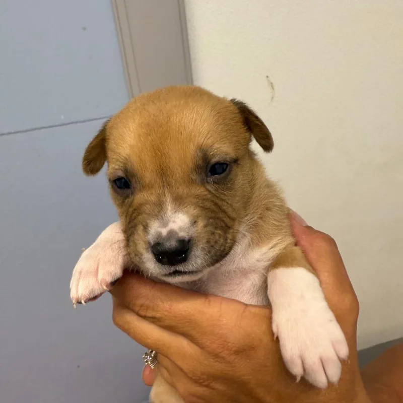 A baby large-sized male Yellow / Tan / Blond / Fawn Mixed Breed dog named Martin for adoption in Casa Grande, AZ