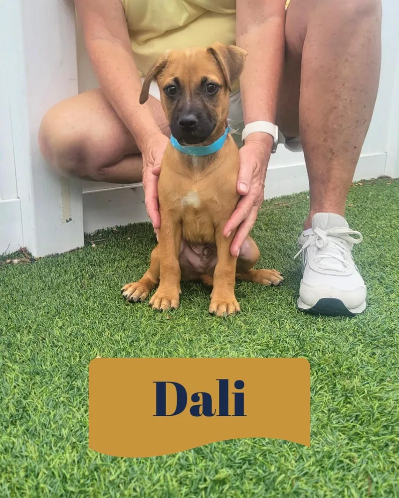 Isabella Pup  Dali thumbnail 2