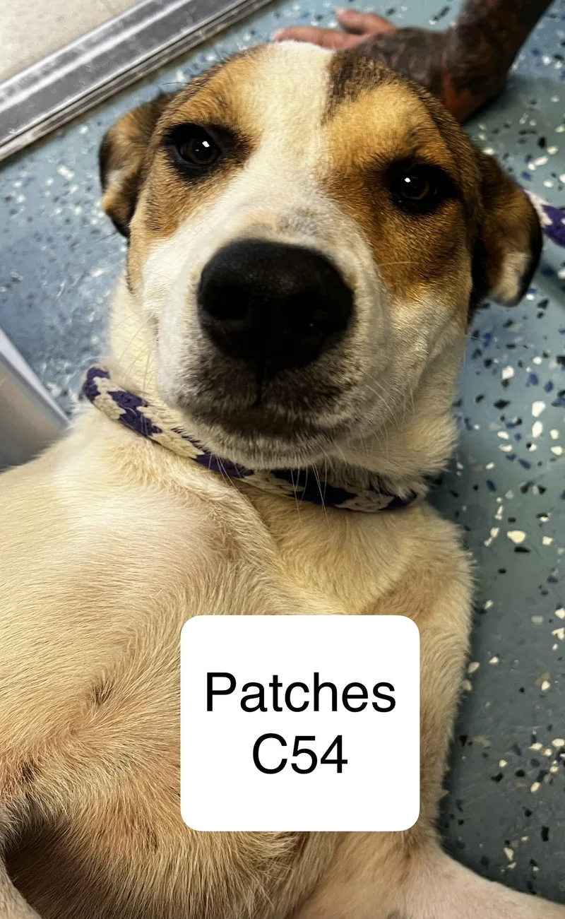 Patches
