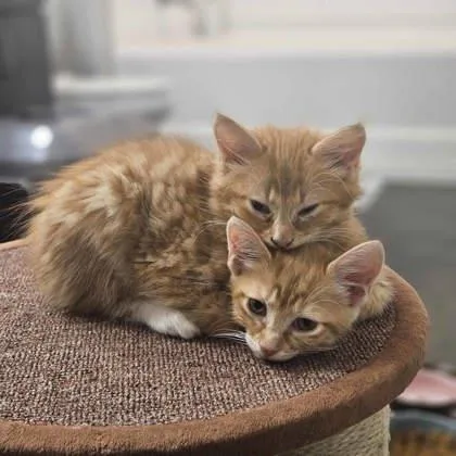 A baby small-sized male Orange / Red Domestic Short Hair cat named Bingo for adoption in Atlanta, GA