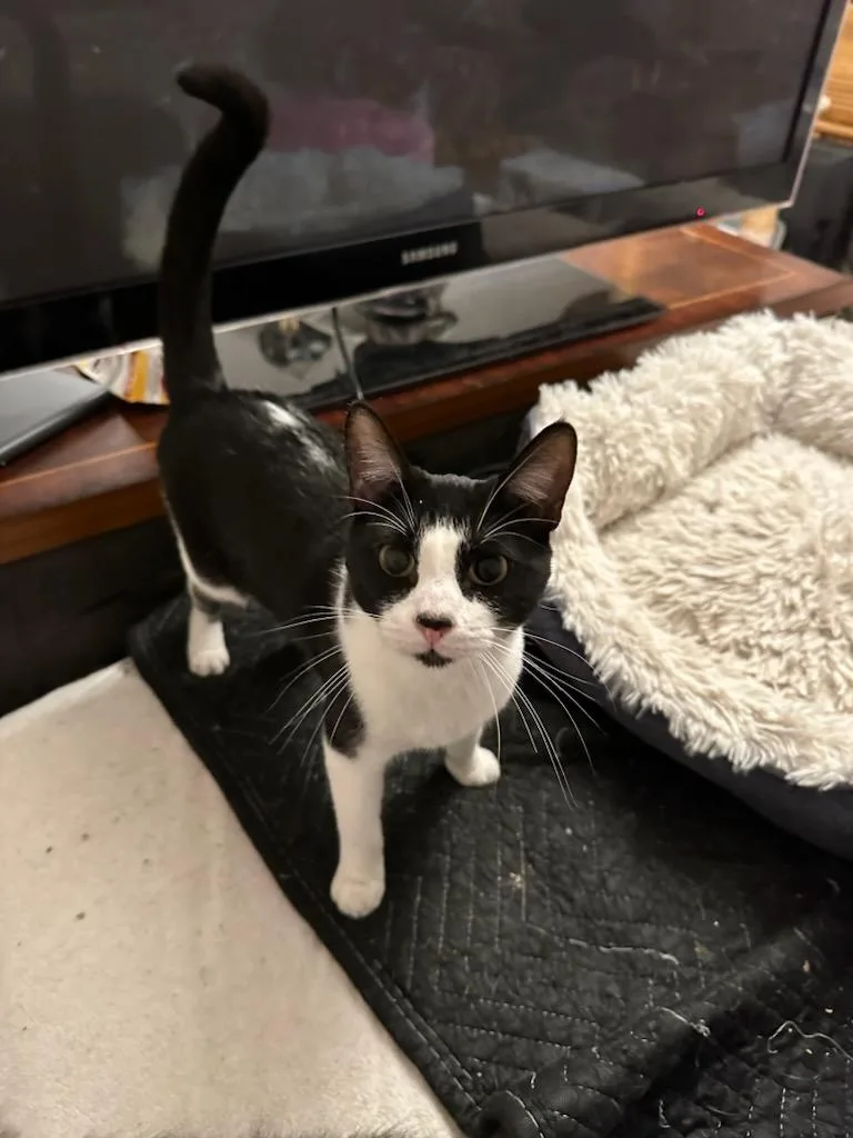 Michelin thumbnail 6