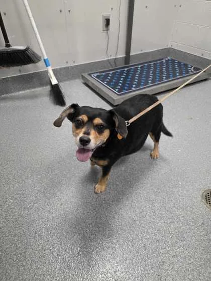 A senior medium-sized female Mixed Breed dog named Rosie for adoption in Sevierville, TN