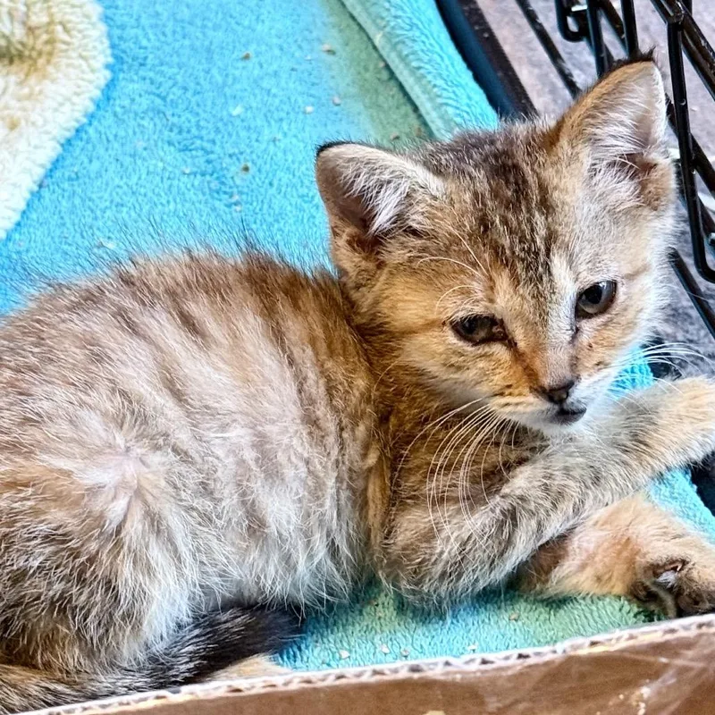 A baby small-sized female Brown / Chocolate Domestic Short Hair cat named Themba for adoption in Marion, IL
