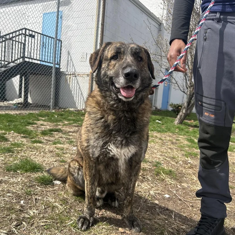 An adult large-sized male Brown / Chocolate Shepherd dog named Louie for adoption in Weimar, CA