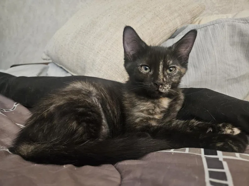 A baby small-sized female Domestic Short Hair cat named Aurora for adoption in Chicago, IL