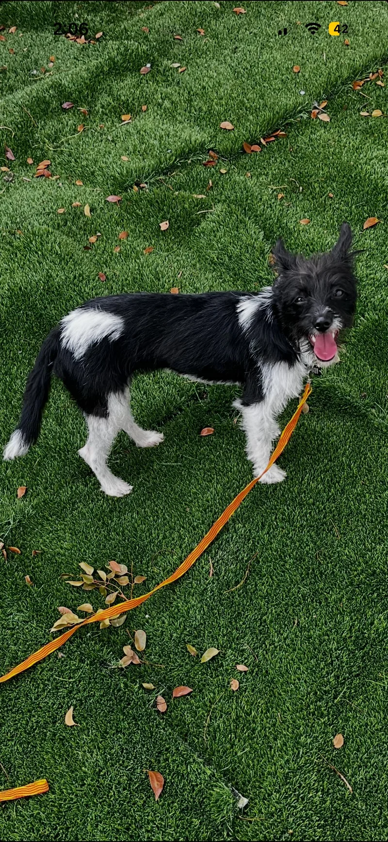 A baby small-sized female Black Schnoodle dog named Elli for adoption in Boca Raton, FL