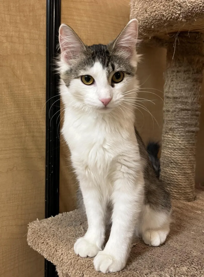 Meeps And Peeps Bonded