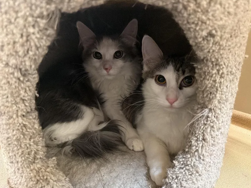 Meeps And Peeps Bonded thumbnail 2