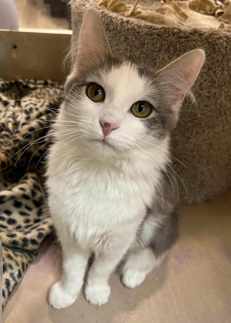 Meeps And Peeps Bonded thumbnail 3