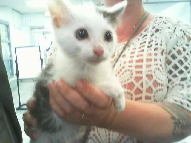 A baby small-sized male Domestic Short Hair cat named Ike for adoption in Charlotte, NC