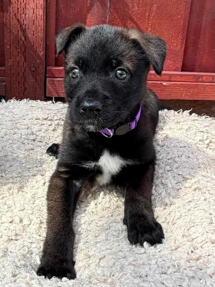 A baby large-sized female Tricolor (Brown, Black, & White) Belgian Shepherd / Malinois dog named Charley for adoption in Pleasant Hill, CA