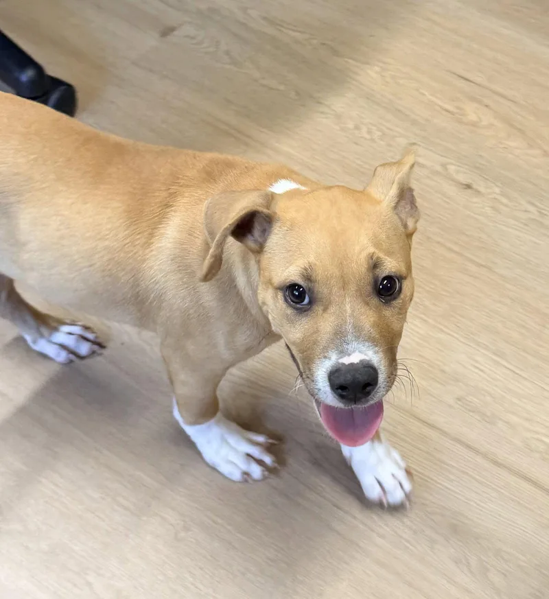 A baby medium-sized male Boxer dog named Keylime Colada for adoption in Raleigh, NC