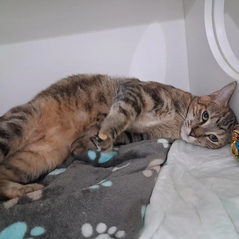 A young medium-sized female Brown / Chocolate Domestic Short Hair cat named Freyja for adoption in Elizabeth City, NC
