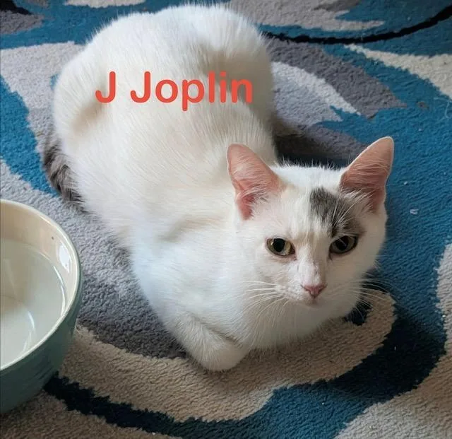 J Joplin