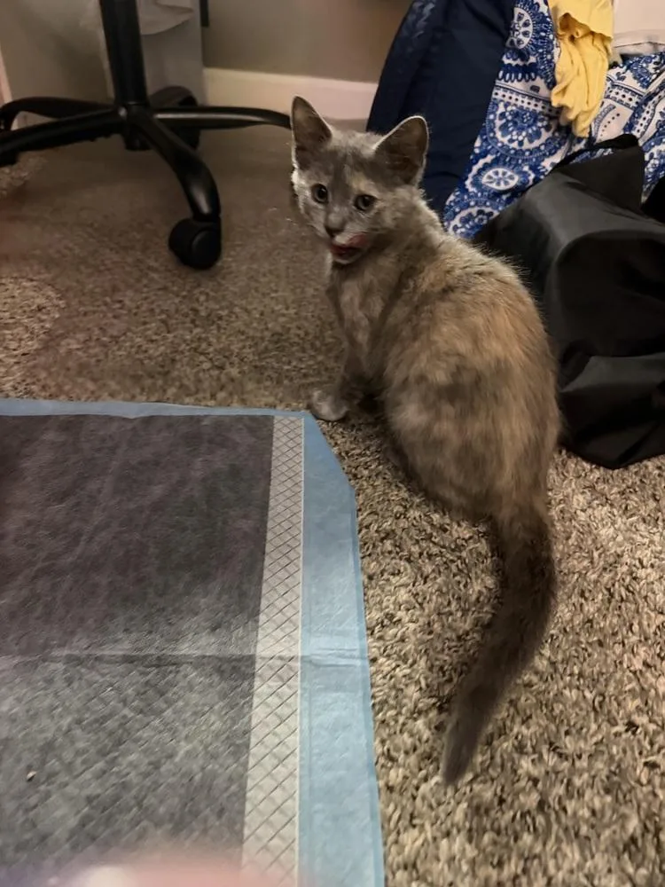 A baby small-sized female Domestic Medium Hair cat named Rhubarb for adoption in Telford, PA