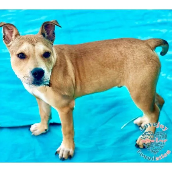 A baby medium-sized male Yellow / Tan / Blond / Fawn Pit Bull Terrier dog named Jake Hb for adoption in Inglewood, CA