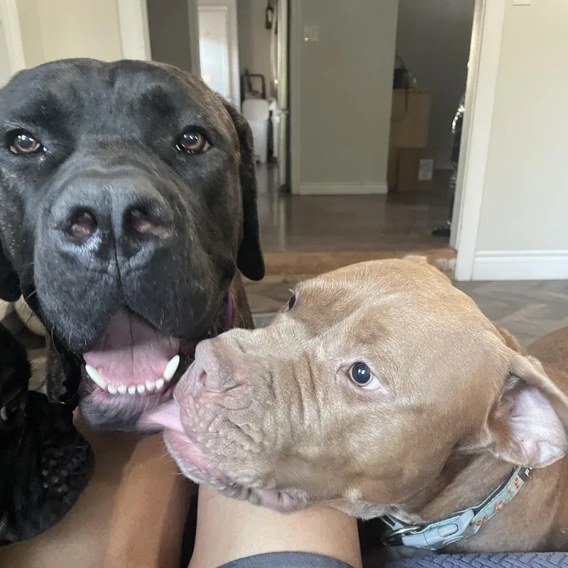 An adult extra large-sized male Brown / Chocolate Cane Corso dog named Niccolo for adoption in Los Angeles, CA