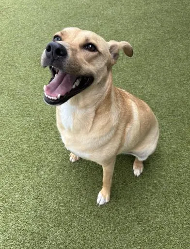 A young medium-sized female Yellow / Tan / Blond / Fawn Labrador Retriever dog named Bubbles for adoption in Liverpool, TX