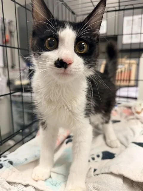 A baby small-sized male Domestic Medium Hair cat named Mike for adoption in Ontario, CA