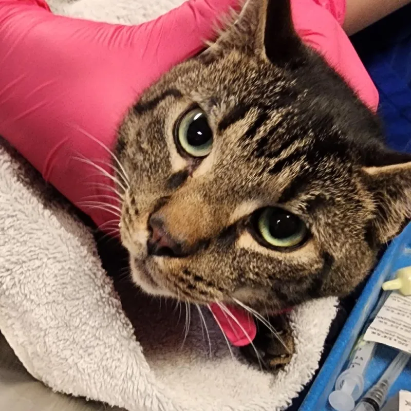 An adult medium-sized male Gray / Blue / Silver Domestic Short Hair cat named Hank for adoption in Greenville, SC