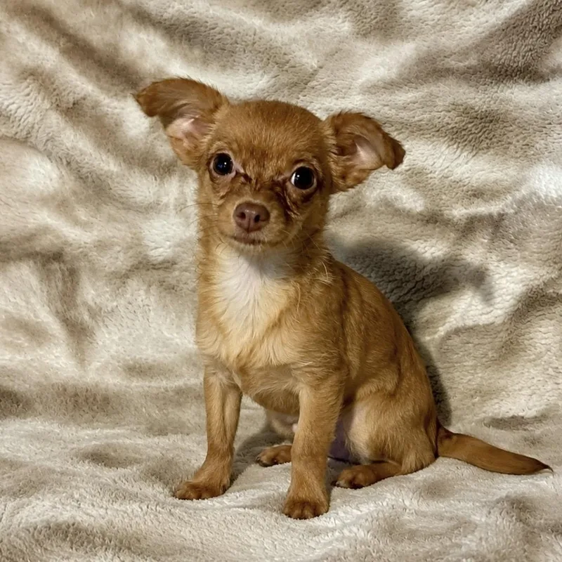 A baby small-sized female Yellow / Tan / Blond / Fawn Chihuahua dog named Susie for adoption in Pelham, NH