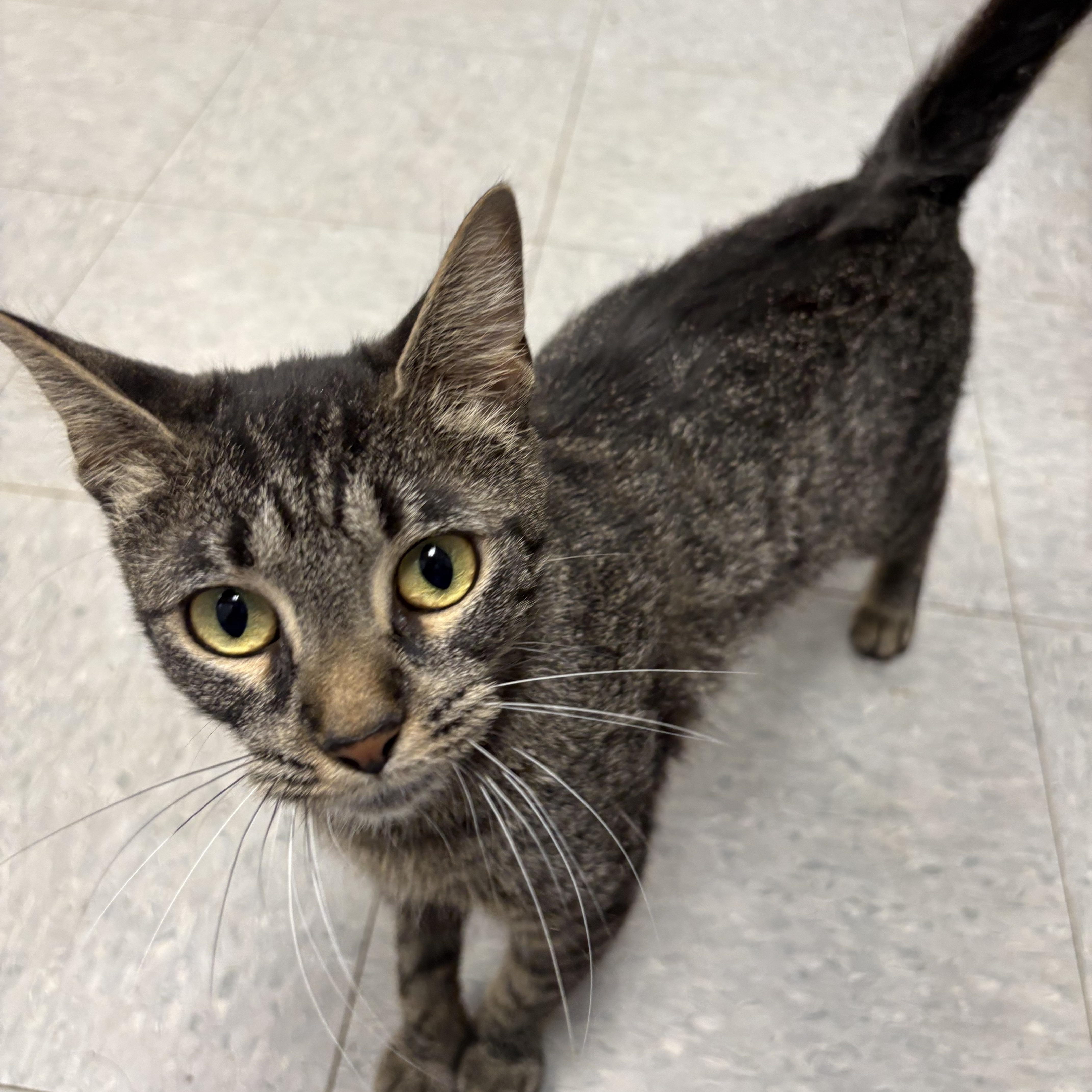 An adult medium-sized female Tabby (Brown / Chocolate) Domestic Short Hair cat named Fungus for adoption in LANETT, AL