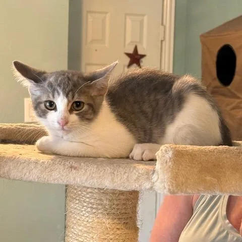 A baby small-sized male Gray / Blue / Silver Domestic Short Hair cat named Pickle for adoption in Houston, TX
